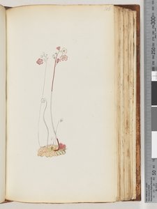 Pagina 106. Nessuna iscrizione, disegno non finito da Unknown artist