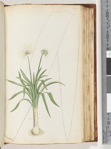 Pagina 107. Nessuna iscrizione. Pianta non identificata da Unknown artist