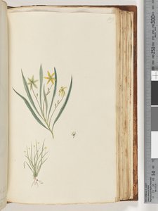 Pagina 109. Nessuna iscrizione. Pianta non identificata da Unknown artist
