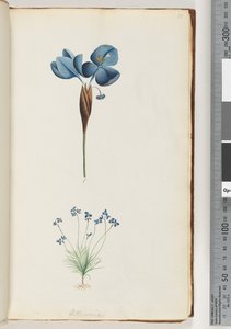 Pagina 10. Pattersonia da Unknown artist