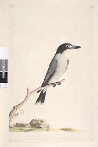 Pagina 10. Vanga. al centro inferiore in altra mano dimensione naturale, iride dubbia. Uccello macellaio grigio Cracticus torquatis maschio, 1791-92 da Unknown artist