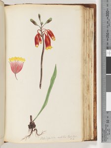 Pagina 110. Blandfordia nobilis Exot. Bot / t. 4. Campana di Natale da Unknown artist