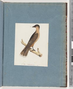 Pagina 110. Uccello non identificato da Unknown artist