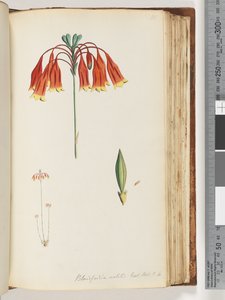 Pagina 111. Blandfordia nobilis Exot. Bot. t. 4. Campana di Natale da Unknown artist
