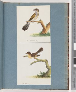 Pagina 111. Uccello non identificato. 112. Uccello non identificato. da Unknown artist