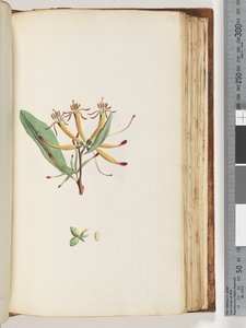 Pagina 112. Pianta non identificata da Unknown artist