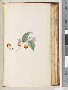 Pagina 113. Una rampicante o caprifoglio che si intreccia con gli alberi da Unknown artist