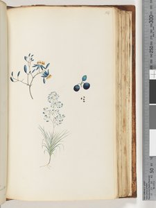 Pagina 114. Pianta fiorita senza nome da Unknown artist