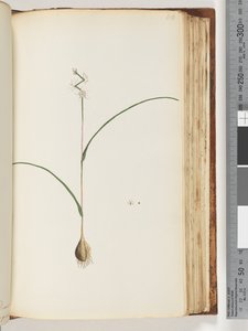 Pagina 116. Pianta non identificata da Unknown artist