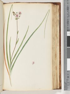 Pagina 117. Pianta non identificata da Unknown artist