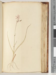 Pagina 119. Nessuna iscrizione, disegno incompiuto, pianta non identificata da Unknown artist