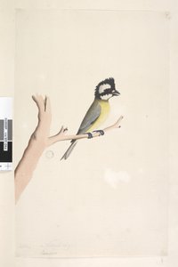 Pagina 11. Lanius. sopra il titolo in altra mano ottobre. Dimensione naturale. Tit crestata Falcunculus frontatus, 1791-92