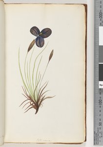 Pagina 11. Pattersonia da Unknown artist