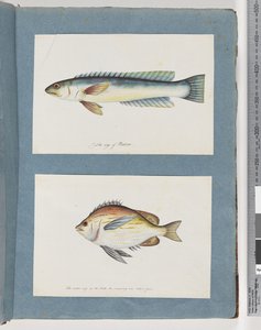 Pagina 11. Pesce non identificato. 12. Pesce non identificato da Unknown artist