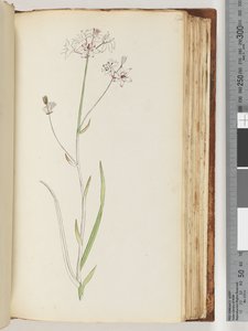 Pagina 120. Nessuna iscrizione, disegno incompiuto, pianta non identificata da Unknown artist