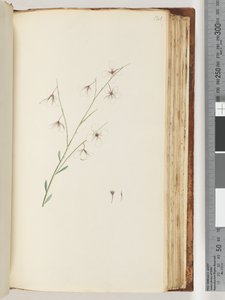 Pagina 121. Pianta non identificata da Unknown artist