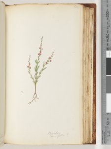 Pagina 122. Baeckea densifolia, possibilmente da Unknown artist