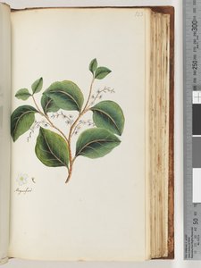 Pagina 123. Ingrandito sul recto da Unknown artist