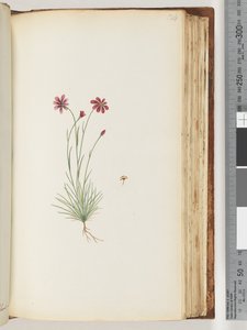 Pagina 124. Pianta non identificata da Unknown artist