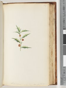 Pagina 127. Chorizema Billard, ma non la sua specie da Unknown artist