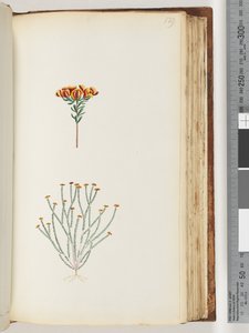 Pagina 129. Pianta non identificata da Unknown artist