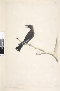Pagina 12. Ocypterus. sopra il titolo in una mano diversa Aprile, grandezza naturale Legno Scuro, Rondine Artamus cyanopterus da Unknown artist