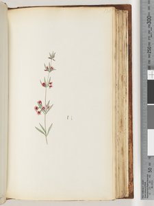 Pagina 130. Pianta non identificata da Unknown artist