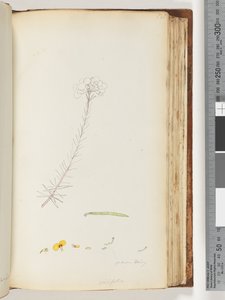 Pagina 131. Germen peloso / Ericifolia disegno incompiuto da Unknown artist