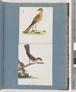 Pagina 131. Uccello non identificato. 132. Uccello non identificato da Unknown artist