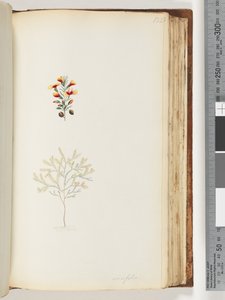 Pagina 132. Ericifolia da Unknown artist