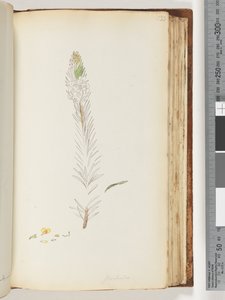 Pagina 133. Floribunda disegno incompiuto da Unknown artist