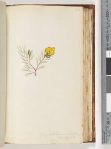 Pagina 134. Gompholobium grandiflorum da Unknown artist