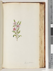 Pagina 135. Eriostemon