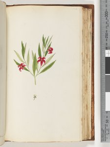 Pagina 136. Pianta non identificata da Unknown artist