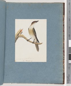 Pagina 137. Uccello non identificato, possibilmente il Tordo Armonico da Unknown artist