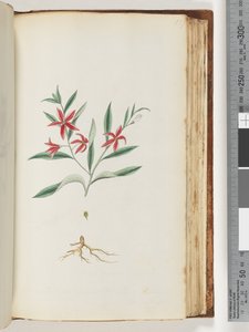 Pagina 137. Pianta non identificata da Unknown artist