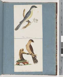 Pagina 138. Uccello non identificato. 139. Uccello non identificato da Unknown artist
