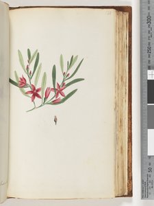 Pagina 138. Pianta fiorita e insetto senza nome da Unknown artist