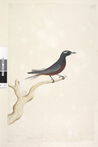 Pagina 13. Ocypterus. Dimensione naturale Artamus superciliosus, maschio, 1791-92 da Unknown artist