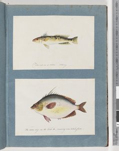 Pagina 13. Pesce non identificato. 14. Pesce non identificato da Unknown artist