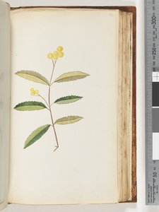Pagina 140. Fiore non identificato, ottobre 1794 da Unknown artist