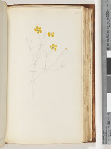 Pagina 142. Disegno incompiuto, pianta non identificata