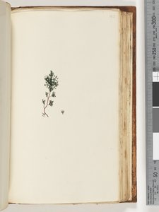 Pagina 143. Pianta non identificata da Unknown artist
