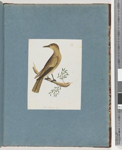 Pagina 144. Uccello non identificato da Unknown artist
