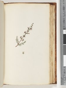 Pagina 144. Pianta non identificata da Unknown artist