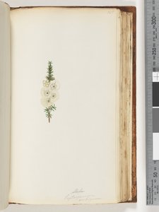 Pagina 145. Alela / Leptospermum ambiguum da Unknown artist