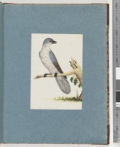Pagina 145. Uccello non identificato da Unknown artist