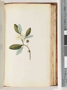 Pagina 146. Pianta non identificata da Unknown artist