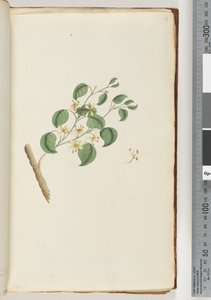 Pagina 14. Pianta non identificata da Unknown artist
