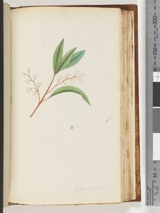Pagina 150. Elaeocarpus da Unknown artist
